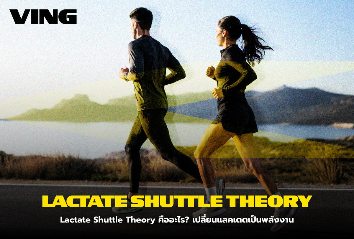 What is the Lactate Shuttle Theory? Convert lactate into energy.